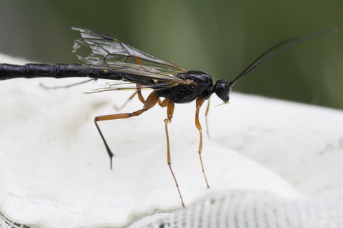 iNaturalist observation photo of Настоящие наездники