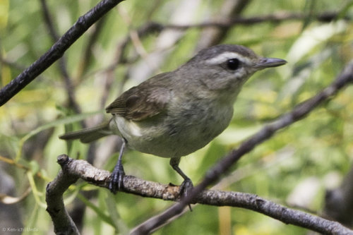 iNaturalist observation photo of Western Warbling Vireo