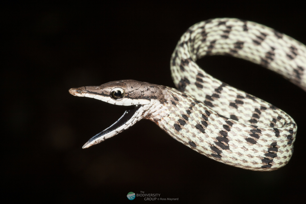 Inkaterra Vine Snake
