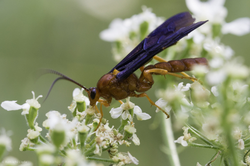 iNaturalist observation photo of Trogus edwardsii