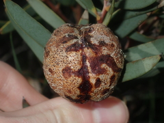 Hakea incrassata