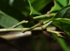 Guioa acutifolia