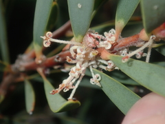 Hakea incrassata