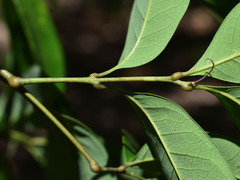 Guioa acutifolia