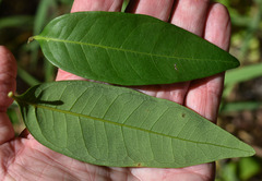 Guioa acutifolia