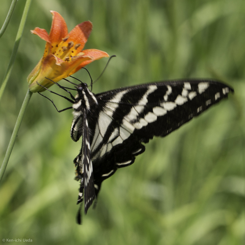 iNaturalist observation photo of Pale Swallowtail
