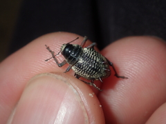 Catasarcus nephelodes