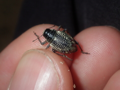 Catasarcus nephelodes