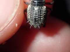 Catasarcus nephelodes