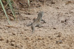 Aspidoscelis neomexicanus