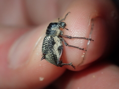 Catasarcus nephelodes