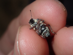 Catasarcus nephelodes