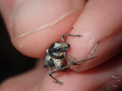 Catasarcus nephelodes