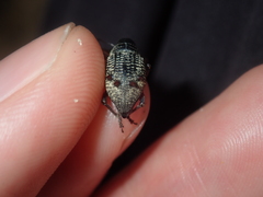 Catasarcus nephelodes