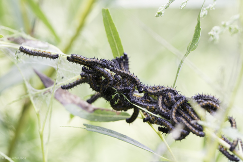 iNaturalist observation photo of Checkerspots, Anglewings, Peacocks, and Allies