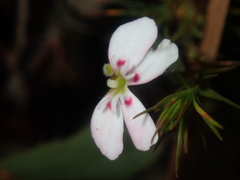 Stylidium flagellum