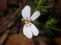 Stylidium flagellum