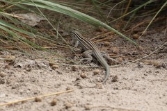 Aspidoscelis neomexicanus