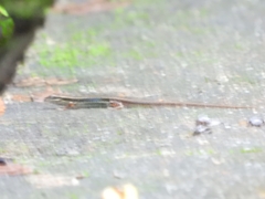 Sphenomorphus maculatus