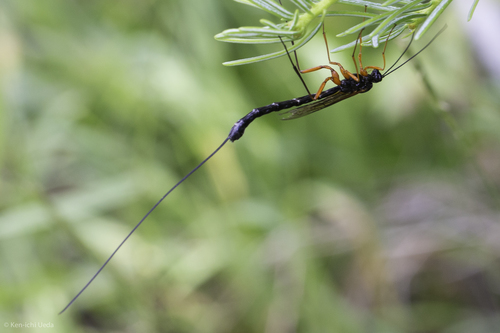 iNaturalist observation photo of Dolichomitus
