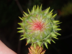 Darwinia neildiana