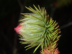 Darwinia neildiana