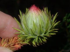 Darwinia neildiana