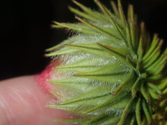 Darwinia neildiana
