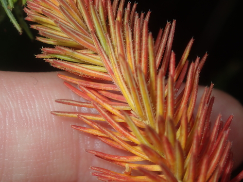 Image of Darwinia neildiana by (c) Thomas Mesaglio, some rights reserved (CC BY)