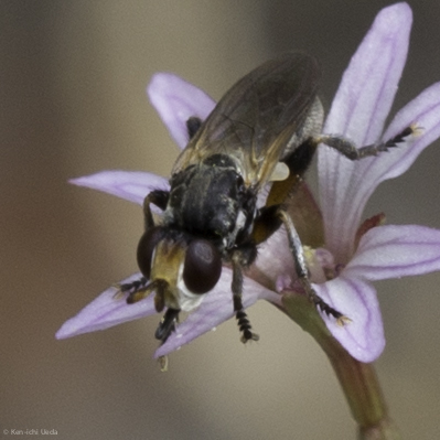 iNaturalist observation photo of Thecophora occidensis