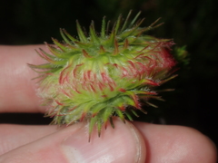 Darwinia neildiana