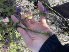 Calytrix sapphirina