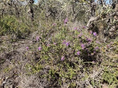 Calytrix sapphirina