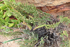 Cheilanthes parviloba