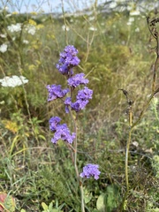 Limonium tomentellum