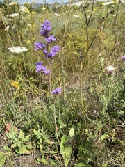 Limonium tomentellum