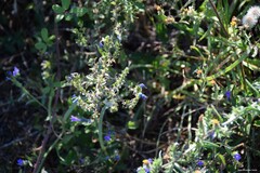 Echium rosulatum
