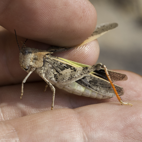 iNaturalist observation photo of Pronotal Range Grasshopper
