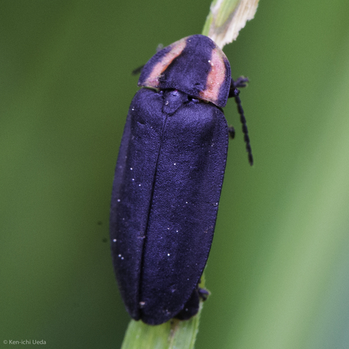 iNaturalist observation photo of Tricky firefly