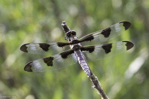 iNaturalist observation photo of Twelve-spotted Skimmer