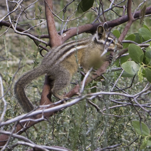 iNaturalist observation photo of Western Chipmunks