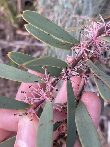Image of Hakea incrassata by (c) Thomas Mesaglio, some rights reserved (CC BY)