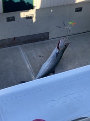 Scomberomorus cavalla