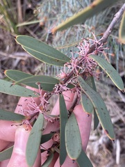 Hakea incrassata