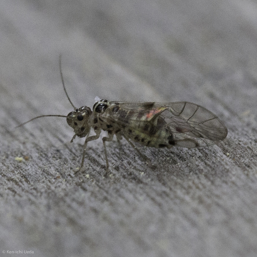 iNaturalist observation photo of Teliapsocus conterminus
