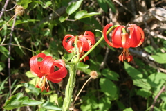 Lilium chalcedonicum