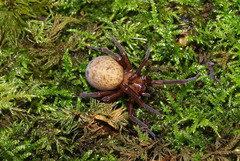 Megadictyna thilenii