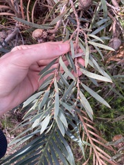 Hakea incrassata