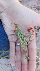 Manulea tomentosa