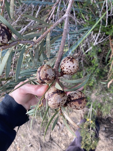 Image of Hakea incrassata by (c) Thomas Mesaglio, some rights reserved (CC BY)